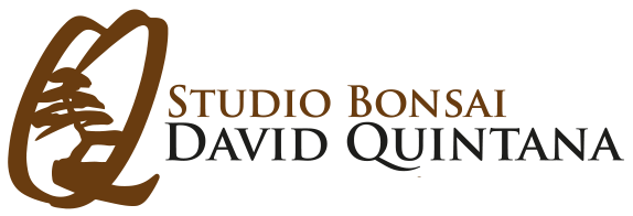 David Quintana - dqbonsai.com